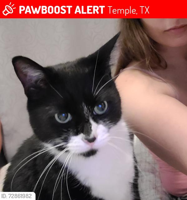 Lost Male Cat last seen Vicksburg and allegiance bend, Temple, TX 76504