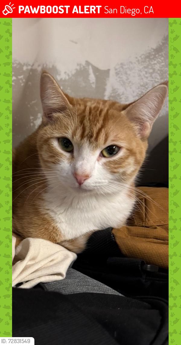 Lost Female Cat last seen Gompers park, San Diego, CA 92101