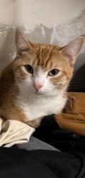 Lost Female Cat last seen Gompers park, San Diego, CA 92101