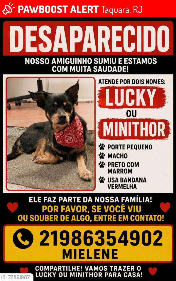 Lost Male Dog last seen Rua Andre Rocha, Taquara, RJ 