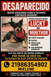 Lost Male Dog last seen Rua Andre Rocha, Taquara, RJ 