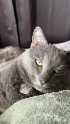 Lost Male Cat last seen     Clara Lee Ave & Fontaine St * Near Allied Gardens Recreation Center * Close to Admiral Baker Golf Course * A few minutes from Mission Valley, San Diego, CA 92120