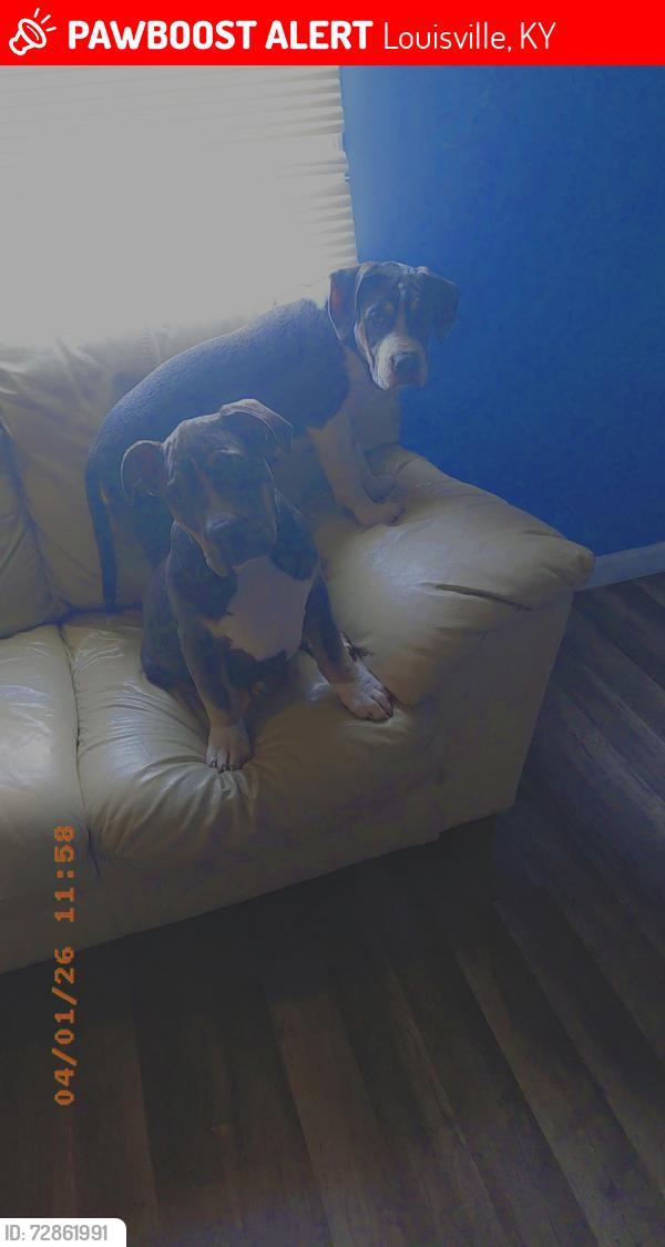 Lost Female Dog last seen Minor lane 4019 trlr 148 , Louisville, KY 40219