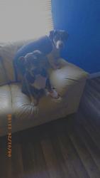 Lost Female Dog last seen Minor lane 4019 trlr 148 , Louisville, KY 40219