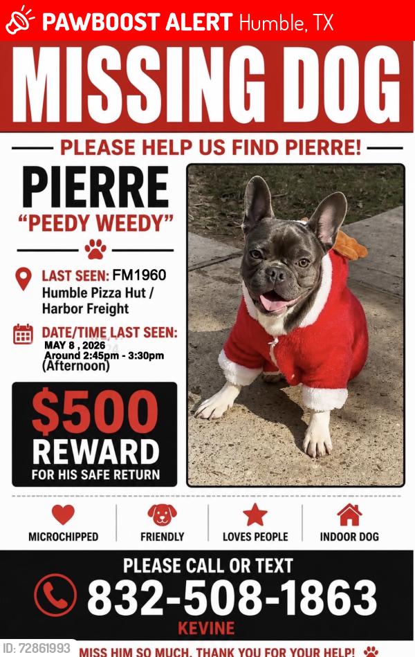 Lost Male Dog last seen Fm 1960 & N bender ave to 150 First st W , Humble, TX 77338