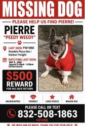 Lost Male Dog last seen Fm 1960 & N bender ave to 150 First st W , Humble, TX 77338