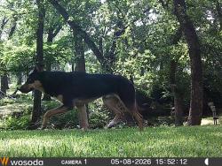 Found/Stray Male Dog last seen Fielder & Park Ridge Terrace, Arlington, TX 76012