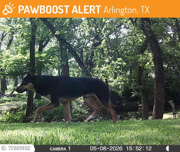 Found/Stray Male Dog last seen Fielder & Park Ridge Terrace, Arlington, TX 76012