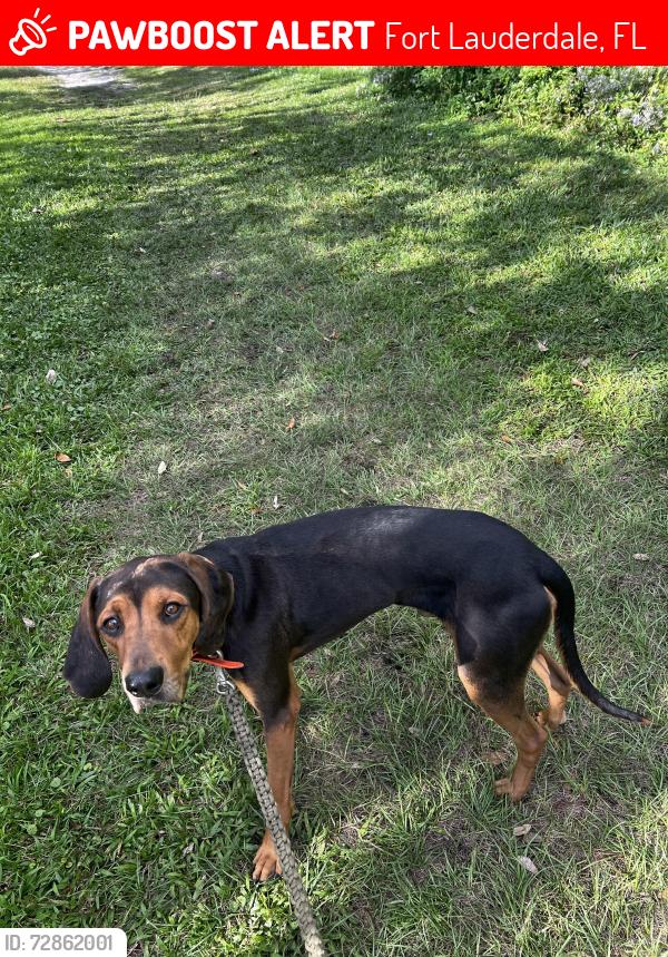 Lost Male Dog last seen 31st and davie, Fort Lauderdale, FL 33312