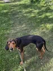 Lost Male Dog last seen 31st and davie, Fort Lauderdale, FL 33312