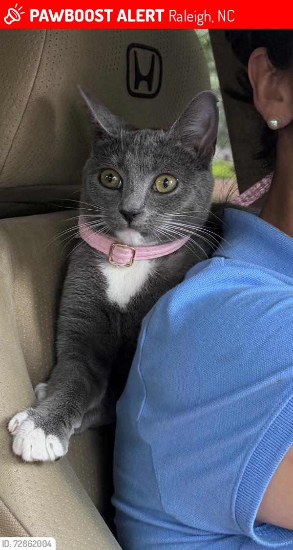 Lost Female Cat last seen new bern avenue , Raleigh, NC 27610