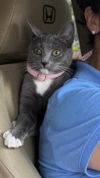 Lost Female Cat last seen new bern avenue , Raleigh, NC 27610