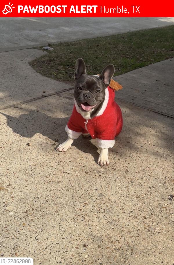 Lost Male Dog last seen Fm 1960 & N bender Ave to 150 first st W, Humble, TX 77338