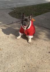 Lost Male Dog last seen Fm 1960 & N bender Ave to 150 first st W, Humble, TX 77338