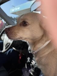 Lost Female Dog last seen Bancroft gas station, Oakland, CA 94621