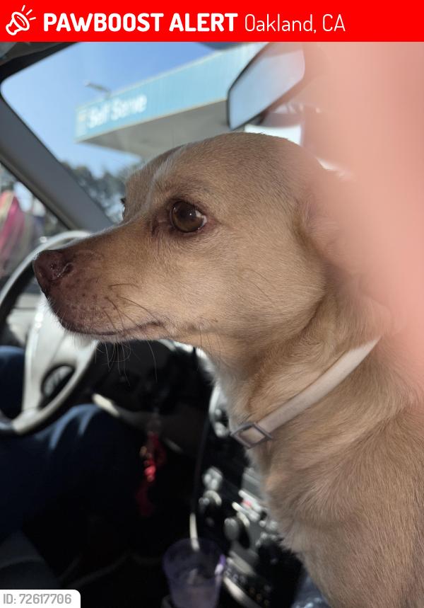 Lost Female Dog last seen Bancroft gas station, Oakland, CA 94621
