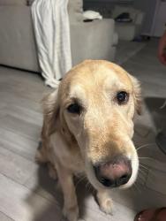 Found/Stray Male Dog last seen Missouri Street and Bayard Street. Came out of a bush very frantic , San Diego, CA 92109