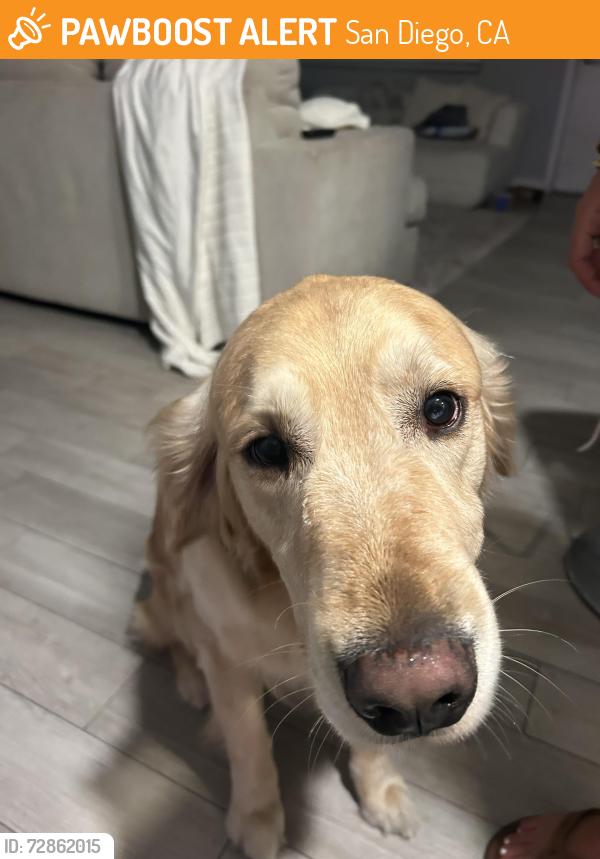 Found/Stray Male Dog last seen Missouri Street and Bayard Street. Came out of a bush very frantic , San Diego, CA 92109