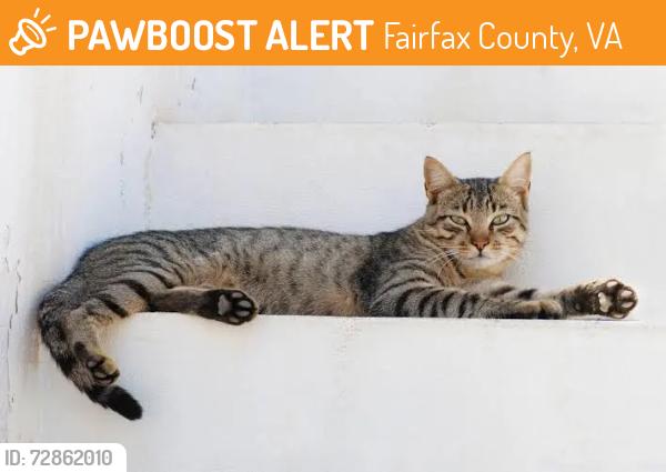 Found/Stray Unknown Cat last seen Exit to mclearn rd towards sheetz, Fairfax County, VA 20171