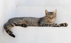 Found/Stray Unknown Cat last seen Exit to mclearn rd towards sheetz, Fairfax County, VA 20171