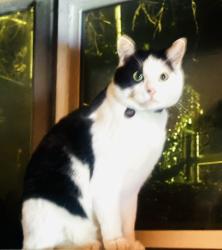 Reunited Male Cat last seen Jeremy Dr, Murray UT 84121, Murray, UT 84121