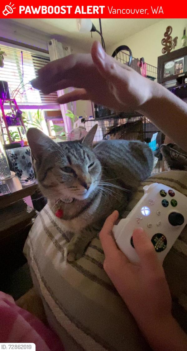 Lost Female Cat last seen NE 105th St and NE Hazel Dell Ave.., Vancouver, WA 98685