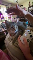 Lost Female Cat last seen NE 105th St and NE Hazel Dell Ave.., Vancouver, WA 98685
