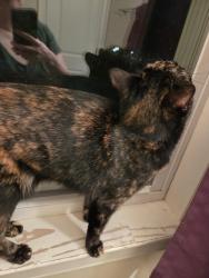 Reunited Unknown Cat last seen Ellerslie Ave and Chestnut Hill, Baltimore, MD 21218