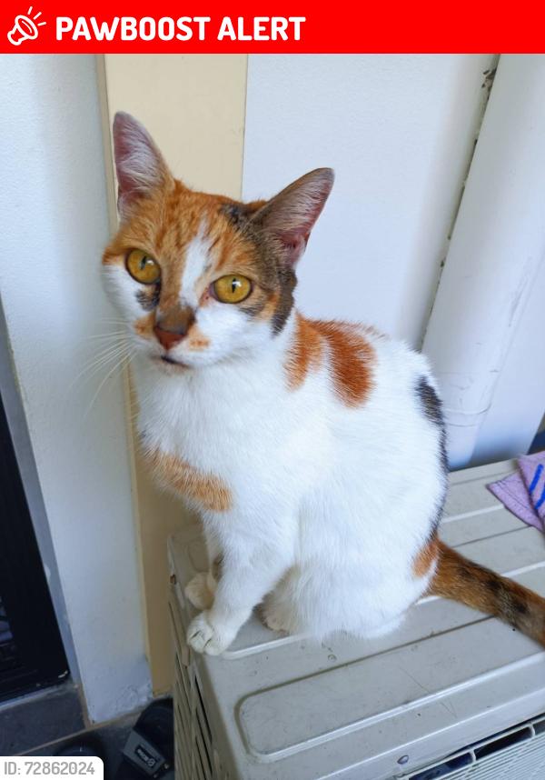 Lost Female Cat last seen Kangaroo point , Kangaroo Point, NSW 2224