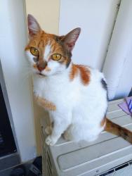 Lost Female Cat last seen Kangaroo point , Kangaroo Point, NSW 2224