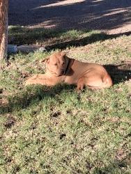 Found/Stray Unknown Dog last seen North of Grovers and 9th Avenue , Phoenix, AZ 85023