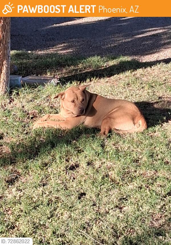 Found/Stray Unknown Dog last seen North of Grovers and 9th Avenue , Phoenix, AZ 85023
