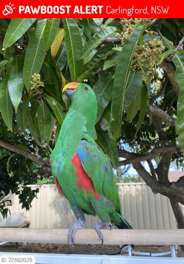 Lost Male Bird last seen North rocks road, carlingford , Carlingford, NSW 2118