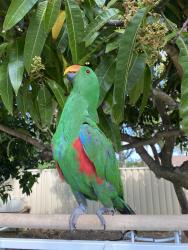 Lost Male Bird last seen North rocks road, carlingford , Carlingford, NSW 2118