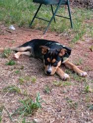 Reunited Female Dog last seen Becky's country grill &store , bostic sunshine dollar general , Bostic, NC 28018