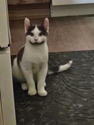 Lost Male Cat last seen Animal services in lacey, Thurston County, WA 98589