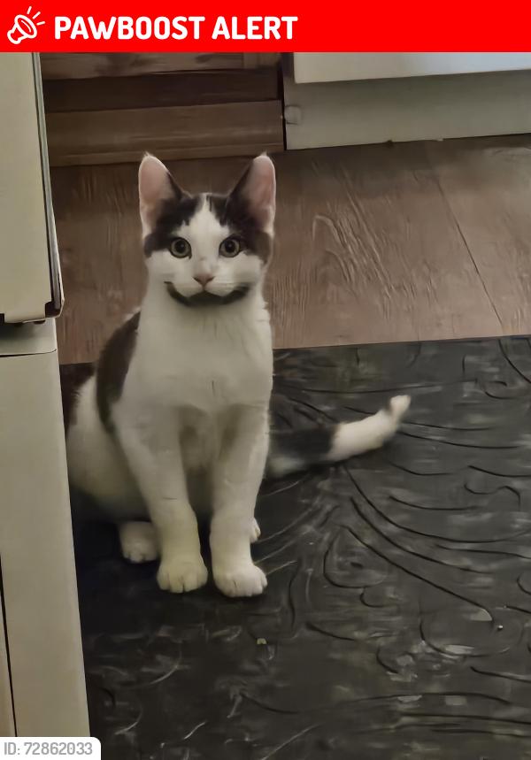 Lost Male Cat last seen Animal services in lacey, Thurston County, WA 98589