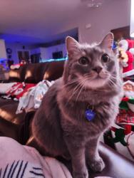 Lost Male Cat last seen Forest Ilill Blvd and Praired Rd, West Palm Beach, FL 33405