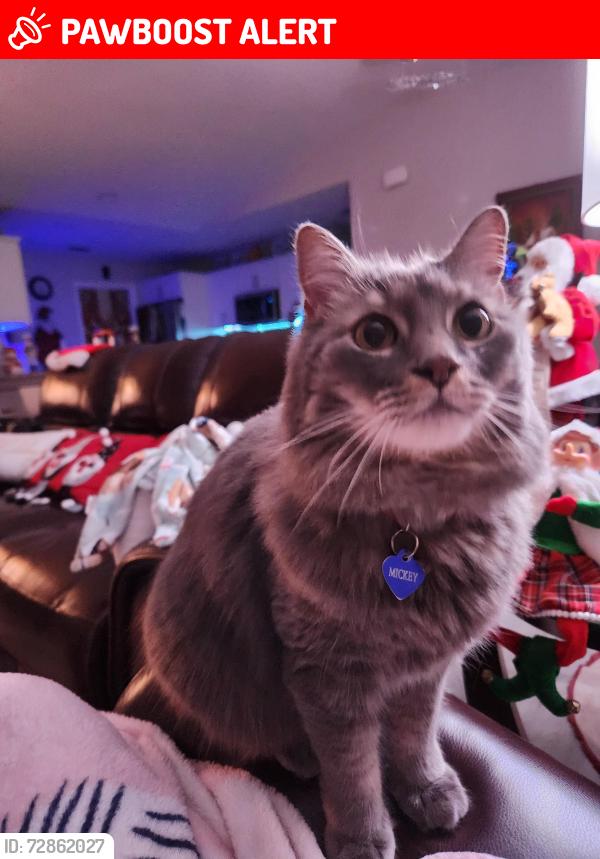 Lost Male Cat last seen Forest Ilill Blvd and Praired Rd, West Palm Beach, FL 33405