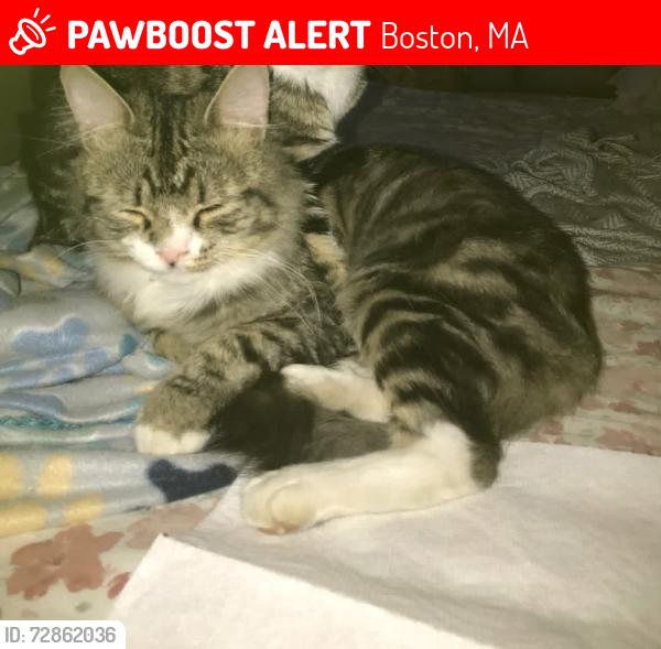 Lost Male Cat last seen Richfield st, Boston, MA 02121