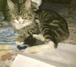 Lost Male Cat last seen Richfield st, Boston, MA 02121