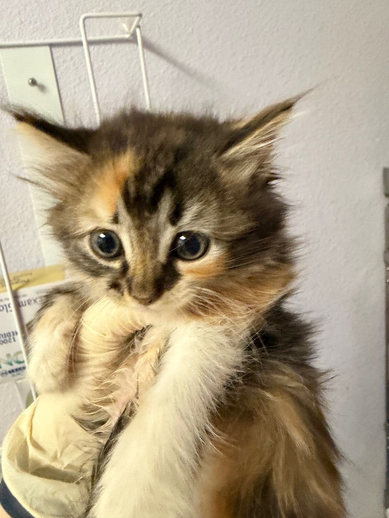 Shelter Stray Female Cat last seen Bexar County, New Braunfels, TX 78130
