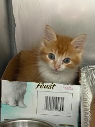 Shelter Stray Male Cat last seen Bexar County, New Braunfels, TX 78130