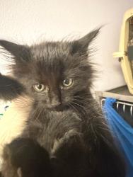 Shelter Stray Female Cat last seen Bexar County, New Braunfels, TX 78130