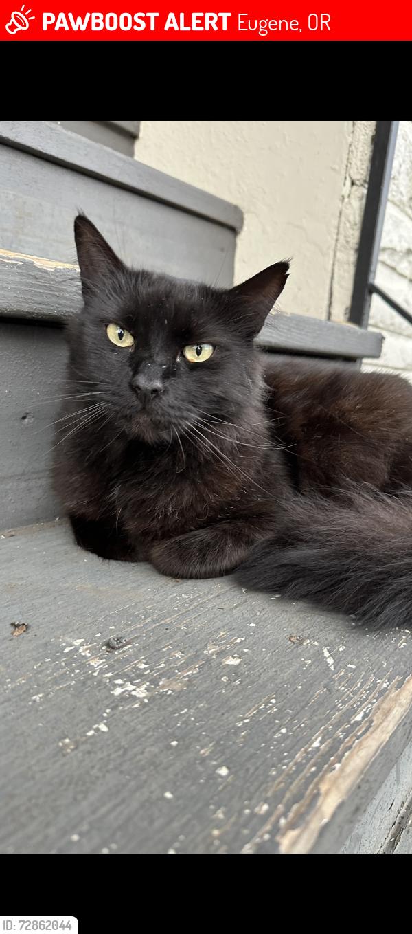 Lost Male Cat last seen Norkenzie Road and Bond Lane, Eugene, OR 97401