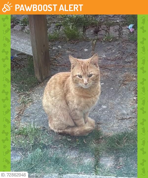 Found/Stray Unknown Cat last seen Westfield, New Ash Green, Kent, DA3, New Ash Green, England DA3