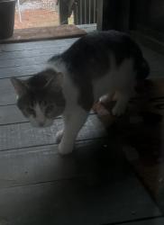 Found/Stray Unknown Cat last seen Jordan soccer complex, Fayetteville, NC 28311