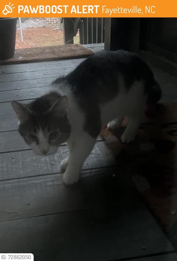 Found/Stray Unknown Cat last seen Jordan soccer complex, Fayetteville, NC 28311