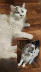 Lost Female Cat last seen Suntides Blvd/Galloway in Gleed, WA, Yakima, WA 98908
