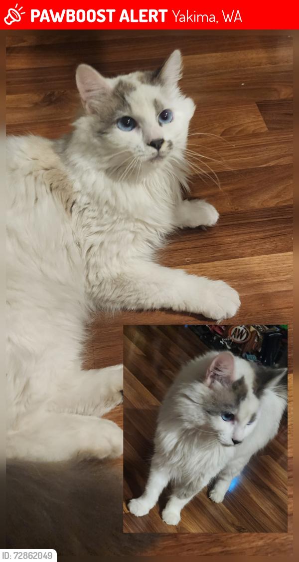Lost Female Cat last seen Suntides Blvd/Galloway in Gleed, WA, Yakima, WA 98908